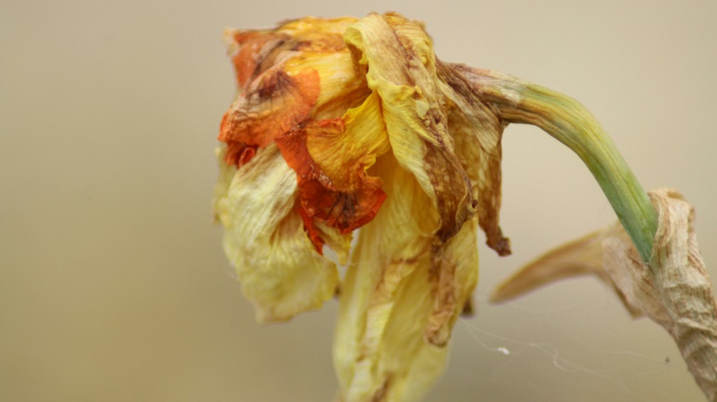 Dried Hibiscus Flowers