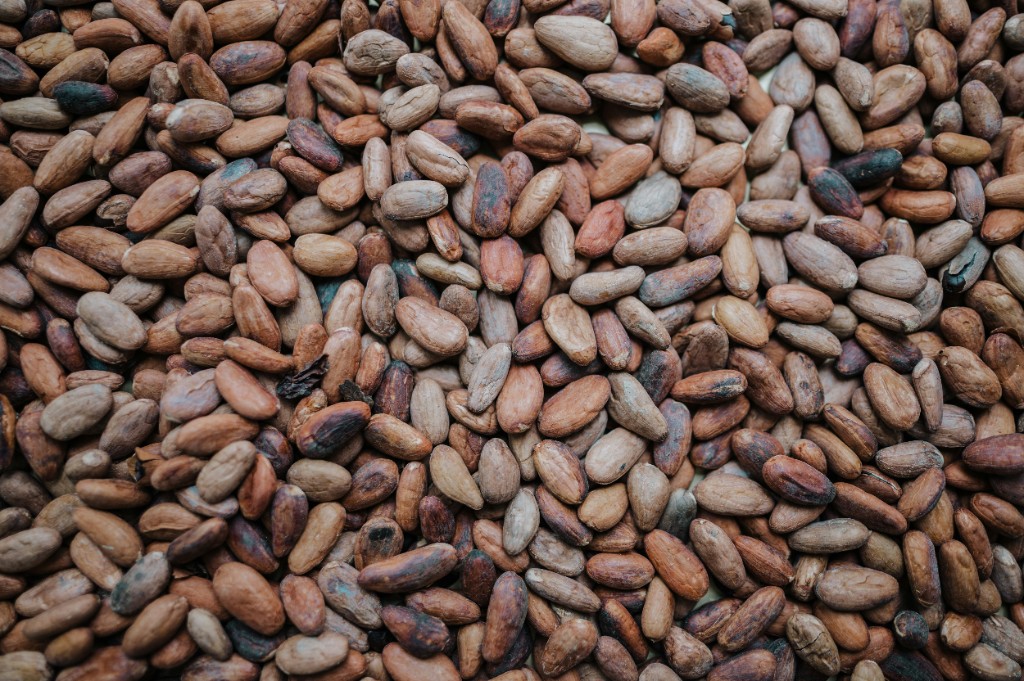 Organic Cocoa Beans